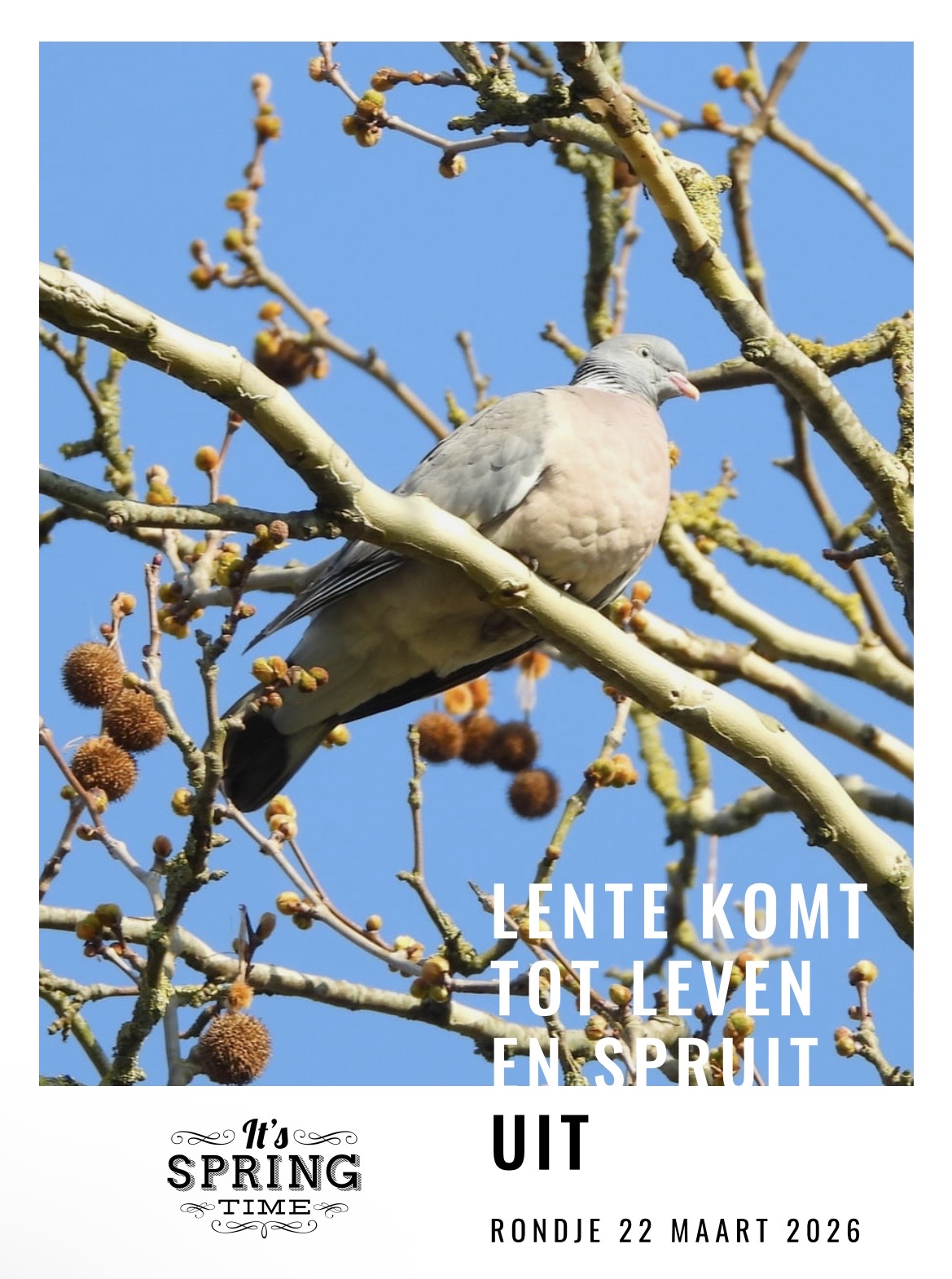 Lente komt tot leven en spruit uit 🌱